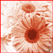 Flowers Say It The Best...