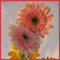To Someone As Special As You!