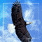 Soar High!