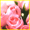 Rose Month