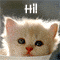 Cool Hello!