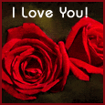A Red Rose For Your Love!
