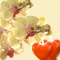 Floral Wish!
