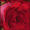 Roses, Tulips %26 Lilies!