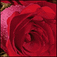 Roses, Tulips & Lilies!