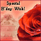 Roses To Wish A Happy Birthday!