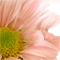 Keep Blooming Always!