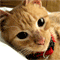 Get Back On Your Paws Soon!