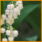 A Flowery Thank You.