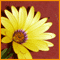 A Flower To Thank.