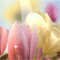 Welcome Your Day With Flowers!