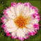 Beautiful Flowers For Your Dear Ones!