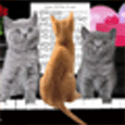 Cats Birthday Boogie!
