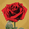 To My Lovely Wife On Her Anniversary