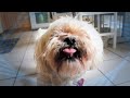 Get Well Soon Doggy E Greeting Card