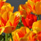 Have A Blooming Day...