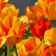Have A Blooming Day...