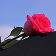 I Miss You Ever Day.