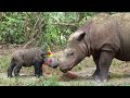Happy Birthday Mom - Baby Animals