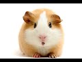 Happy Birthday! - Funny Birthday...