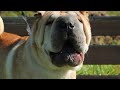 Dogs Singing Happy Birthday