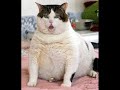Funny Birthday Song (Tiny the Cat)