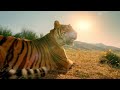 Animals singing