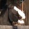 Happy Birthday Horse Style!