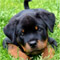 Cute Hi With Puppy!