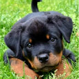 Cute Hi With Puppy!
