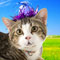 Happy Birthday With A Singing Cat !