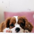 A Puppy To Say I’m Sorry.