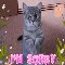 An Apologizing Cat.